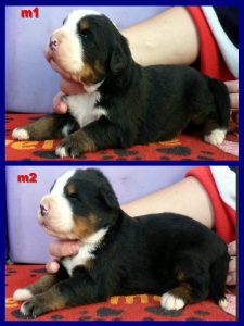 pizap-com14774792451983